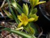 Hypoxis hemerocallidea.jpg