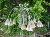 Allium siculum.jpg