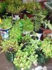 P1050547-1.jpg