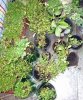 P1050550-1.jpg