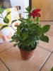 IMG_2971 a.jpg