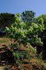 Albero 1.jpg