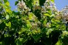Albero 1 (1).jpg