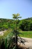 Albero 2.jpg