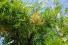Albero 3.jpg