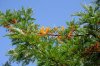 Albero 3 (1).jpg