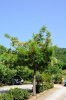 Albero 3 (2).jpg