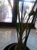 IMG_20150618_181208.jpg