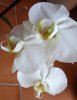 orchideabianca2015-1.jpg