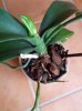 orchideabianca2015-2.jpg
