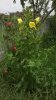 fiore giallo 2.jpg