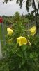 fiore giallo 1.jpg