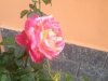 IMG_3371.jpg IMG_3371.jpg