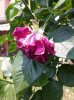 IMG-20150701-WA0001.jpg