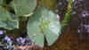 2alice8-albums-bonsai-pond-picture215102-incriminato.jpg