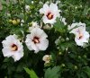 hibiscus syriacus speciosus.jpg