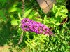 buddleja 2015.jpg