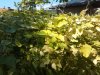 IMG_20150702_154407.jpg