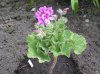 geraniaceae-pelargonium-cucullatum-ssp-tabulare-1.jpg