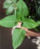 pianta 2.JPG