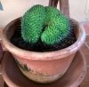 Mammillaria spinosissima cv. 'un pico' crestata.jpg