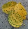 dipladenia.jpg dipladenia.jpg
