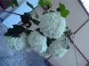 PICT0193.jpg