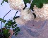 PICT0191.jpg