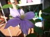 clematis justà.jpg