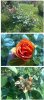 rosa di Biagio Pupu G.it.jpg