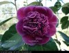 camelia-casa_55496.jpg