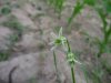 Tulbaghia galpinii.jpg