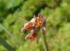 Tulbaghia leucantha.jpg