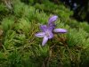 Dichelostemma congestum.jpg