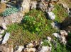 acero nel roccioso.jpg acero nel roccioso.jpg