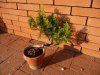 thuya bonsai 1.jpg