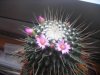 cb009910 Mammillaria spinosissima cv 'un pico' (2).JPG