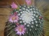 cb009910 Mammillaria spinosissima cv 'un pico'.jpg