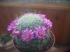 cb010811 Mammillaria zeilmanniana (2).JPG