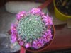 cb010811 Mammillaria zeilmanniana.JPG