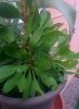 IMG_20150903_185023.jpg