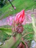 DSCN6542.jpg DSCN6542.jpg