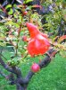 DSCN6540.jpg