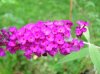 DSCN6519.jpg