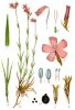 160px-Dianthus_carthusianorum_Sturm24.jpg