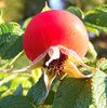 119px-Rosa_rugosa_Frucht_1.jpg