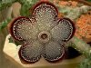 edithcolea_grandis.jpg