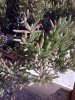 Pianta grassa con fiori.jpg