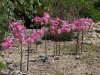 amaryllis.jpg