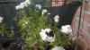 WP_20150928_002.jpg